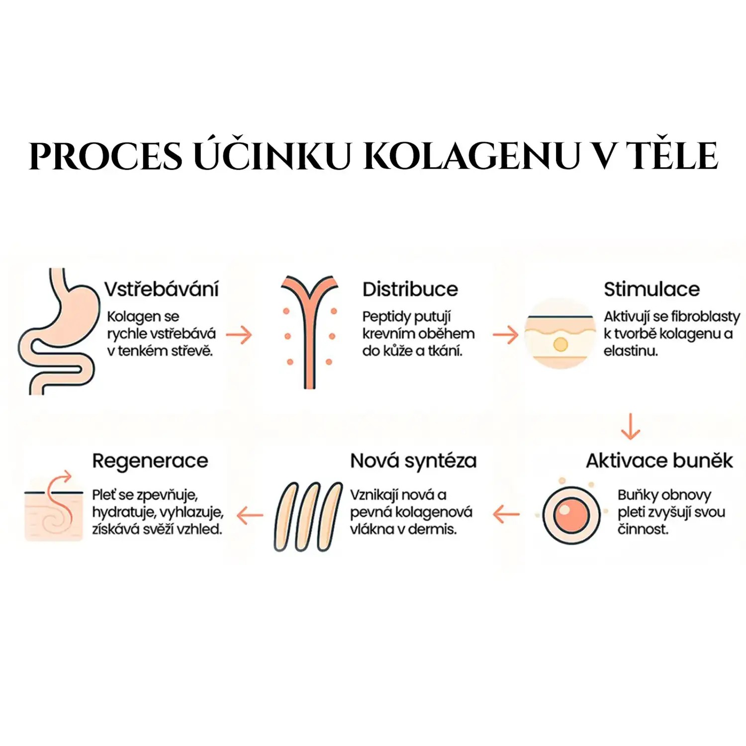 Jak kolagen působí v těle – infografika procesu účinku